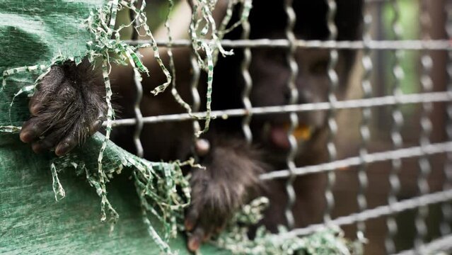 Sad image of wildlife trafficking, a capuchin monkey looks through the hole claiming for help, sad slow motion shot with the monkeys hand in focus.
