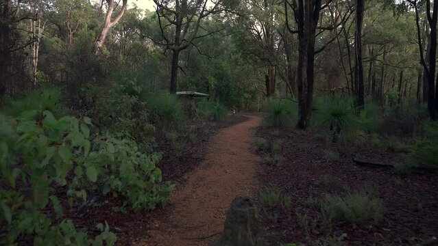 Smooth push forward through Jarrah forest with grass trees at the side of the pathway.