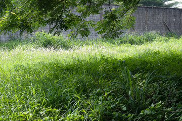 Brick wall on the field