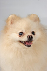 portrait of Pomeranian spitz 