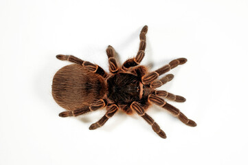 Argentinische Vogelspinne // Argentinian Tarantula (Acanthoscurria cordubensis)