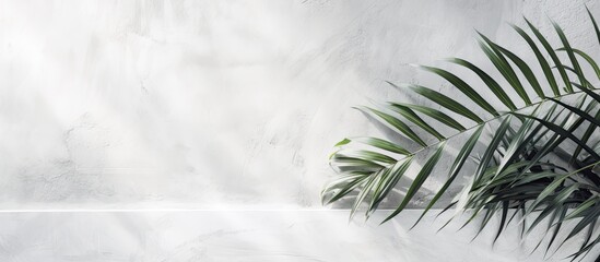 White gray grunge cement texture wall leaf plant shadow