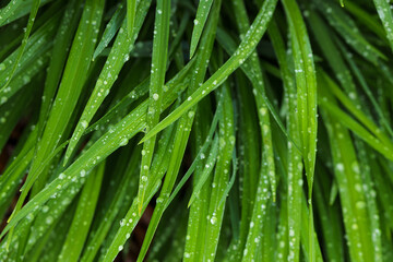 Fototapeta na wymiar Daylilies leaves with drop of dew in morning. Green leaves hemerocallis, selective focus.