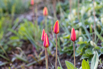 Alpine belvedere spring.Group of red tulips in the garden. Spring landscape.