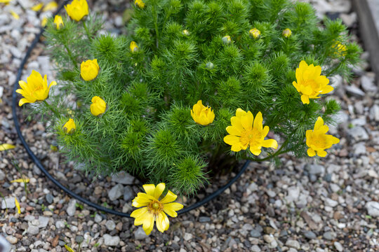 Adonis vernalis is a Pheasant's Eye with yellow flowers in rock garden