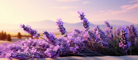 Raamstickers Lavender flower picture. © 2rogan