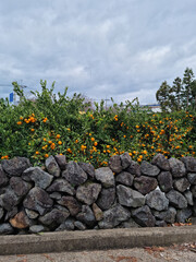 This is a Jeju tangerine farm with basalt stone walls.