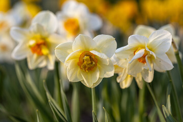 Fototapeta premium Beautiful narcissus flowers bloom in the spring garden.