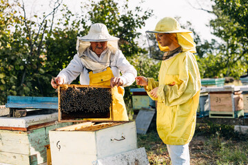 Young woman helping her grandfather in beekeeping bittiness. Senior man holds a frame with bees on...