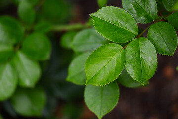 Fototapeta na wymiar Green rose leaves in nature.