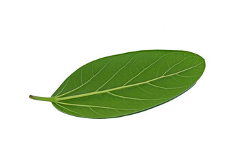 Obraz premium Underside of a green leaf of the Bengali ficus tree (Ficus benghalensis)