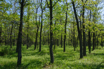 Fototapeta na wymiar oak grove and green grass on a sunny spring day