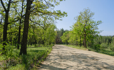 Fototapeta na wymiar country road in the forest on a spring day