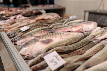 A Vibrant Display of Fresh Fish at Obor Fisher Market