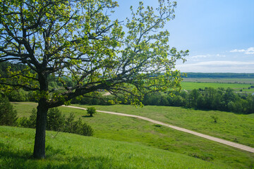 oak tree on the hill and country road below