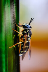 wasp close up on blurred background