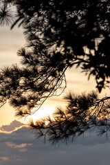 Silhouette of pine tree branches at sunset. Natural background.