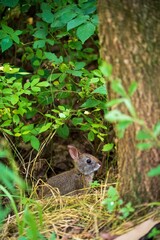 Naklejka na ściany i meble A Baby Rabbit in the Wayne National Forest