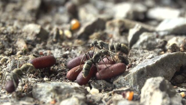 Black ant moving an eggs in the nest