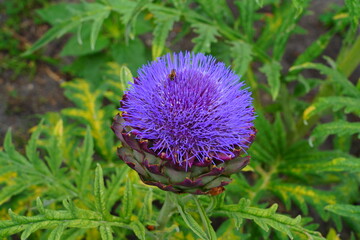 Purple artichoke flower growing in the garden