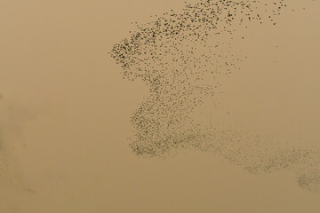 Starlings dance in the sky in formation. Birds dance in the sky in epic murmuration