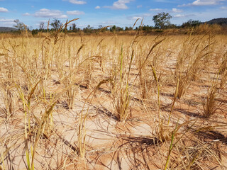 Dry soil is difficult to plow.