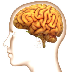Central Organ of Human Nervous System Brain Anatomy