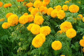 Beautiful yellow Tagetes erecta in the garden.