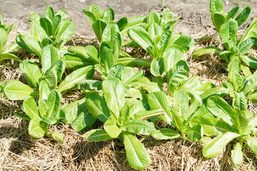 Mulching for growing Lactuce sativa.