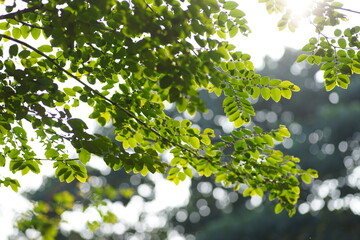 Sunlit Canopy