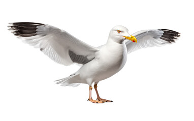 Seagull on Transparent Background.
