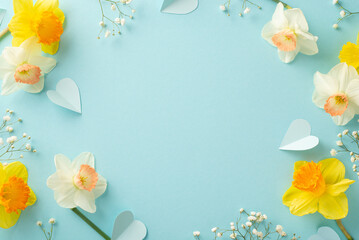 Naklejka na ściany i meble Experience charm of fresh daffodils in full bloom during spring. Top view image features narcissus accompanied by confetti and gypsophila on a serene pastel blue setting, ideal for text or advertising
