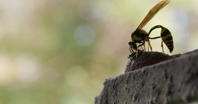 Potter wasp female carefully completes the top of her pot nest with great accuracy and design