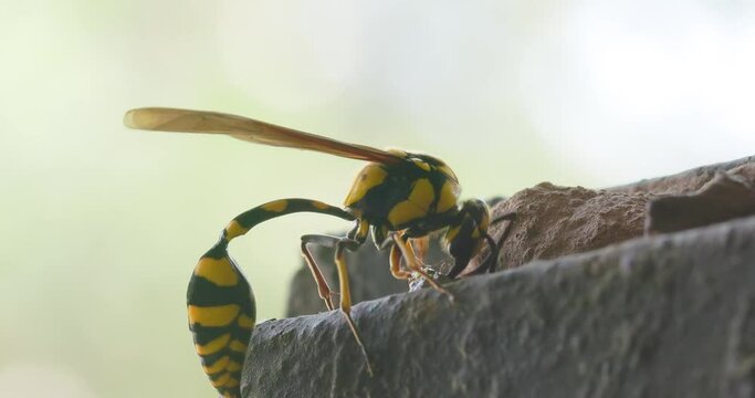 Bright Colored Yellow and black Potter wasp female building wall of her nest with clay and taking off