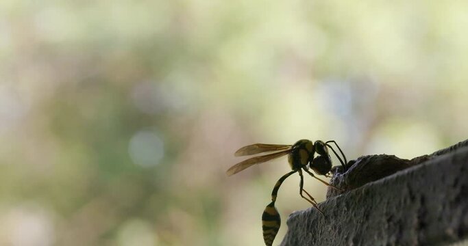 Yellow Black potter wasp female flies in with a blob of mud for its nest to house its eggs, Tiger pattern