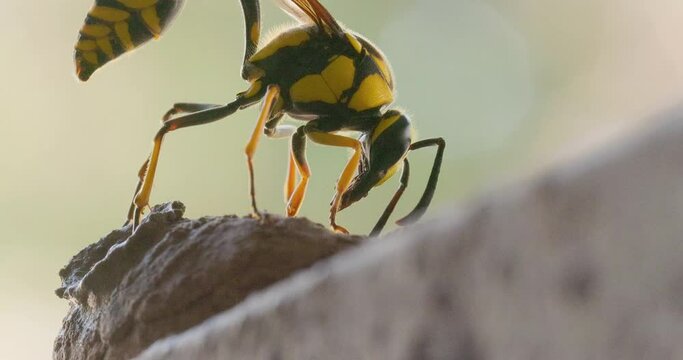 Bright Yellow Black Potter Wasp Female cleans her mandibles post laying her eggs and flies off