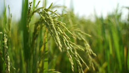 Rice is the staple food in many Asian countries. In summer, paddy ripens by May and the whole field turns yellow. Farmers cut and process the paddy into rice and sell it in the market.