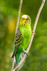 Budgie sitting on a branch. Bird in close-up.
