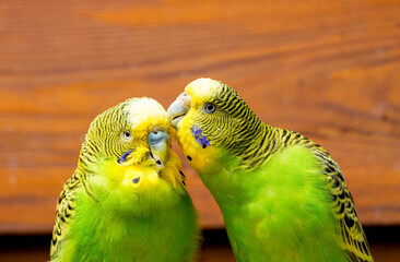 Budgie pair in front of a brown wooden background.
