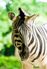 Portrait of a zebra. Animal in close-up. Hippotigris.
