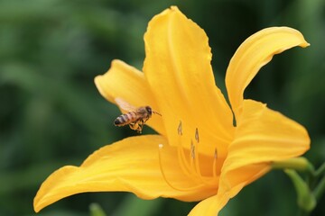 Macro shot of a honeybee flying to pollinate a yellow lily