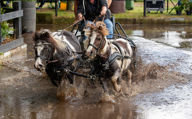 Two brown and white ponies taking the water obstacle.