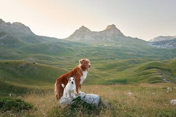 A Nova Scotia Duck Tolling Retriever and a Jack Russell Terrier stand guard over a mountain vista, embodying the spirit of exploration
