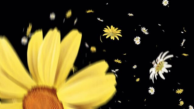 Daisy Flower Burst on Alpha Channel. Daisy flower burst with alpha channel you can place on footage or background and easier to change colour.