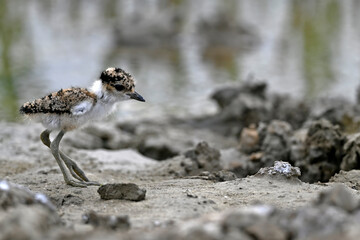 Spornkiebitz-Küken // chick of the Spur-winged lapwing (Vanellus spinosus) - Axios-Delta,...