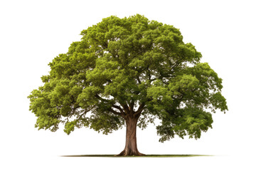 Fototapeta premium beautiful big green tree isolated on white or transparent png
