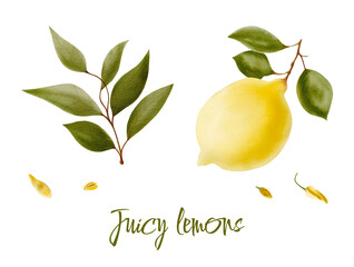 Watercolor illustration of yellow lemons on a branch. Vegetables, fruits, kitchen, cooking, eating, drinking tea, gardening designs.