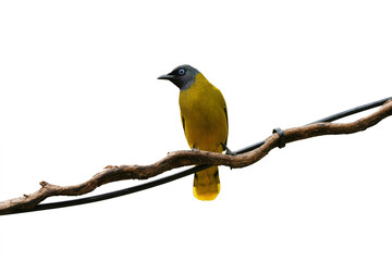 Black-headed Bulbul on branch isolated on white background. This has clipping path. 