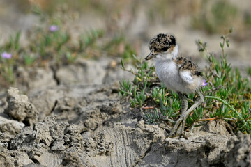Spornkiebitz-Küken // chick of the Spur-winged lapwing (Vanellus spinosus) - Axios-Delta,...