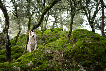 Border Collie